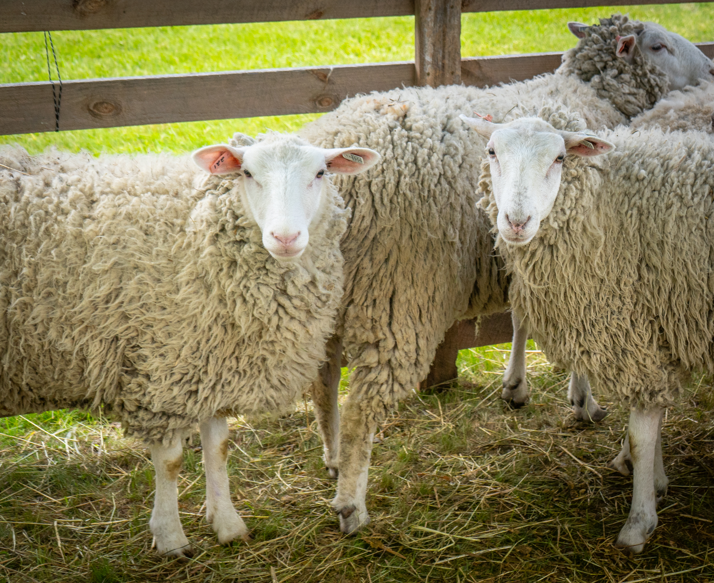 SHEEP4-1
